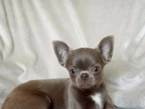 Mini catelusi Chihuahua — miniatura 3