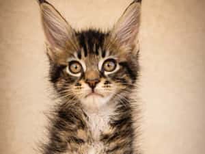 CARACALUL DE CATIFEA | MAINE COON BLACK TABBY & WHITE AURI | F e m a l e | mică acum, imposibil de ignorat | Lynx Rune Code • Pedigree WCF — miniatura 2