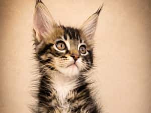 CARACALUL DE CATIFEA | MAINE COON BLACK TABBY & WHITE AURI | F e m a l e | mică acum, imposibil de ignorat | Lynx Rune Code • Pedigree WCF — miniatura 4