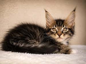 CARACALUL DE CATIFEA | MAINE COON BLACK TABBY & WHITE AURI | F e m a l e | mică acum, imposibil de ignorat | Lynx Rune Code • Pedigree WCF — miniatura 6