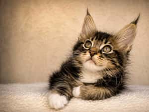 CARACALUL DE CATIFEA | MAINE COON BLACK TABBY & WHITE AURI | F e m a l e | mică acum, imposibil de ignorat | Lynx Rune Code • Pedigree WCF — miniatura 8