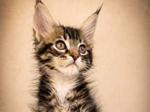 CARACALUL DE CATIFEA | MAINE COON BLACK TABBY & WHITE AURI | F e m a l e | mică acum, imposibil de ignorat | Lynx Rune Code • Pedigree WCF — miniatura 9