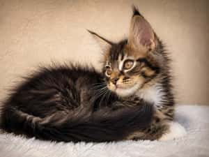 CARACALUL DE CATIFEA | MAINE COON BLACK TABBY & WHITE AURI | F e m a l e | mică acum, imposibil de ignorat | Lynx Rune Code • Pedigree WCF — miniatura 10