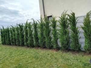 Leylandii de vânzare – ideal pentru gard viu.