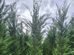 Leylandii de vânzare – ideal pentru gard viu. — miniatura 3