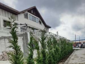 Leylandii de vânzare – ideal pentru gard viu. — miniatura 4