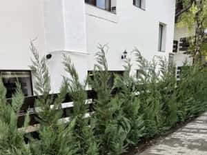 Leylandii de vânzare – ideal pentru gard viu. — miniatura 5