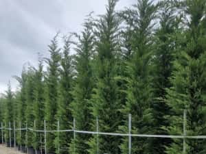 Leylandii de vânzare – ideal pentru gard viu. — miniatura 7