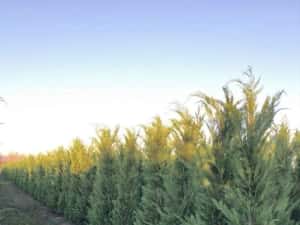 Leylandii de vânzare – ideal pentru gard viu. — miniatura 8