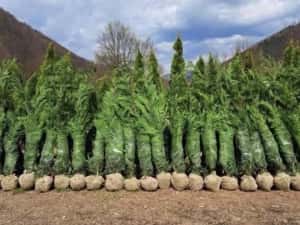 Leylandii de vânzare – ideal pentru gard viu. — miniatura 10