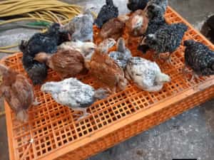 Vând pui albi și rasă mixta ( livrare la domiciliu) — miniatura 2