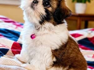 catelusi shih tzu de 8 saptamani — miniatura 2