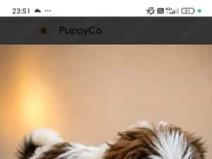 catelusi shih tzu de 8 saptamani — miniatura 4