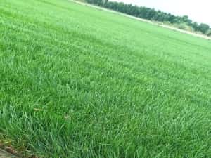 Rulouri de gazon natural — miniatura 4