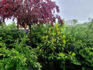 Vila superba Rosu 145 mp, teren 330 mp, 4 camere, 3 locuri parcare — miniatura 7