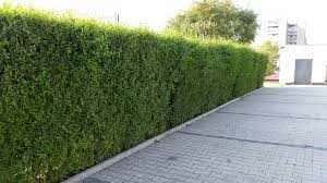 GARD VIU ligustrum vulgare — miniatura 3