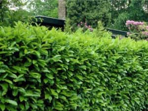 GARD VIU ligustrum vulgare — miniatura 5