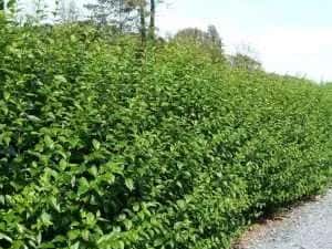 GARD VIU ligustrum vulgare — miniatura 6