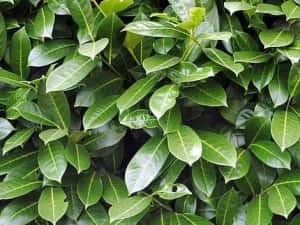 GARD VIU ligustrum vulgare — miniatura 8