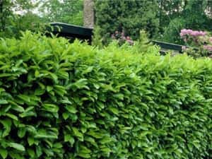 GARD VIU ligustrum vulgare — miniatura 9