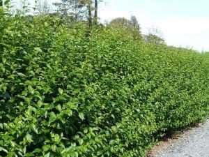 GARD VIU ligustrum vulgare — miniatura 10