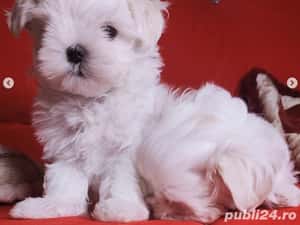Bichon Maltez - Mini Toy - transport autorizat la nivel național