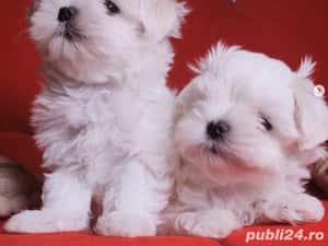 Bichon Maltez - Mini Toy - transport autorizat la nivel național — miniatura 2