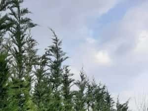 Leylandy cupressocyparis (tuia leylandii)