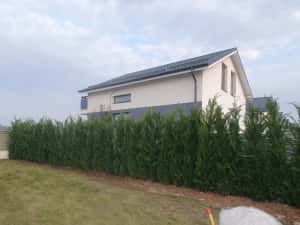 Leylandy cupressocyparis (tuia leylandii) — miniatura 2