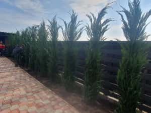 Leylandy cupressocyparis (tuia leylandii) — miniatura 3