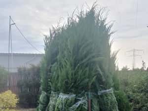 Leylandy cupressocyparis (tuia leylandii) — miniatura 4