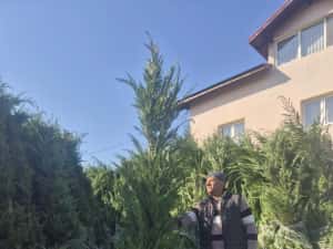 Leylandy cupressocyparis (tuia leylandii) — miniatura 5