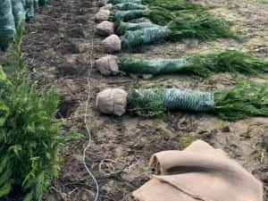 Leylandy cupressocyparis (tuia leylandii) — miniatura 6