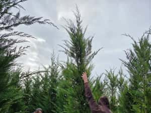 Leylandy cupressocyparis (tuia leylandii) — miniatura 7