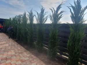 Leylandy cupressocyparis (tuia leylandii) — miniatura 10