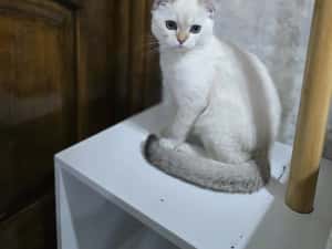 Pui pisica british shorthair — miniatura 1