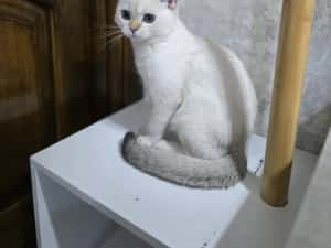 Pui pisica british shorthair — miniatura 2