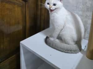 Pui pisica british shorthair — miniatura 3