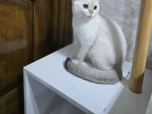 Pui pisica british shorthair — miniatura 5