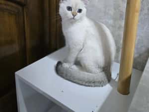 Pui pisica british shorthair — miniatura 6