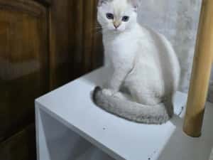 Pui pisica british shorthair — miniatura 7