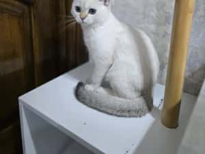 Pui pisica british shorthair — miniatura 8