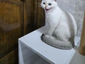 Pui pisica british shorthair — miniatura 9