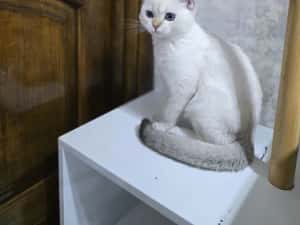 Pui pisica british shorthair — miniatura 10