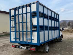 Iveco Daily Transport animale vii — miniatura 5