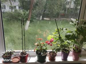 Apartament | 4 camere | 2 băi | Parter | Zonă Verde | Țiglina3 — miniatura 5