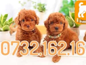 Hrana GRATUITA-Caniche Pitic Pudel Toy Poodle Mini cu Factura-Microcip-Livrare la Bucuresti