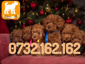 Hrana GRATUITA-Caniche Pitic Pudel Toy Poodle Mini cu Factura-Microcip-Livrare la Bucuresti — miniatura 2