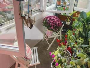 De vanzare 3 camere Lacul Tei — miniatura 4
