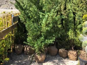 Leylandii chiparos — miniatura 2